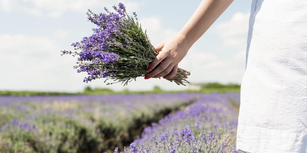 Lavanda și multiplele ei beneficii și utilizări 8 Lavanda și multiplele ei beneficii și utilizări