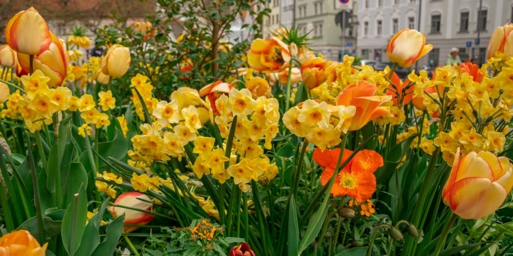 Cele mai frumoase flori și buchete pentru un început de primăvară plin de culoare și speranță 3 Cele mai frumoase flori și buchete pentru un început de primăvară plin de culoare și speranță