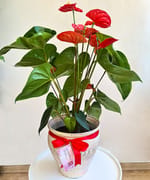 Plantă de Anthurium înflorit, în mască de ghiveci din ceramică pictată manual, livrată în Cluj-Napoca