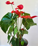 Anthurium în ghiveci unicat, fotografia 3