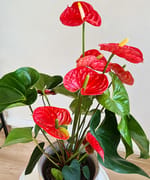 Anthurium în ghiveci unicat, fotografia 4