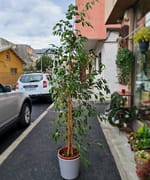 Ficus matur cu trei tulpini în ghiveci de ceramică, plantă de interior livrată în Cluj-Napoca