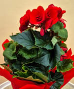 Begonia Red, fotografia 2