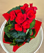 Begonia Red, fotografia 3