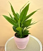 Spathiphyllum, crinul păcii, într-un vas de ceramică pictat manual, Florăria Dana Cluj-Napoca
