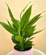 Spathiphyllum în vas ceramic, fotografia 2