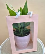 Spathiphyllum în vas ceramic, fotografia 4