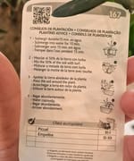 Măslin Olea Europaea, fotografia 6
