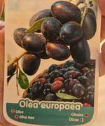 Măslin Olea Europaea, fotografia 7