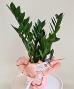 Zamioculcas mediu de 60 cm, plantă de interior livrată în Cluj-Napoca de Florăria Dana