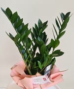 Zamioculcas mediu, fotografia 2