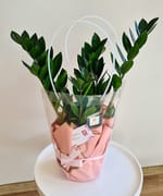 Zamioculcas mediu, fotografia 3