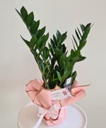 Zamioculcas mediu, fotografia 4