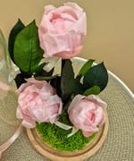 Bujori roz deschis criogenați văzuți de aproape, fără cupolă