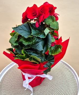 Begonia Red, plantă cu flori roșii, în ambalaj de cadou cu fundă de satin, livrată în Cluj-Napoca