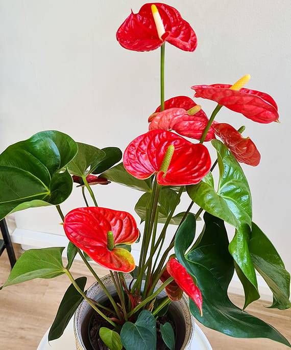 Anthurium în ghiveci unicat, fotografia 4
