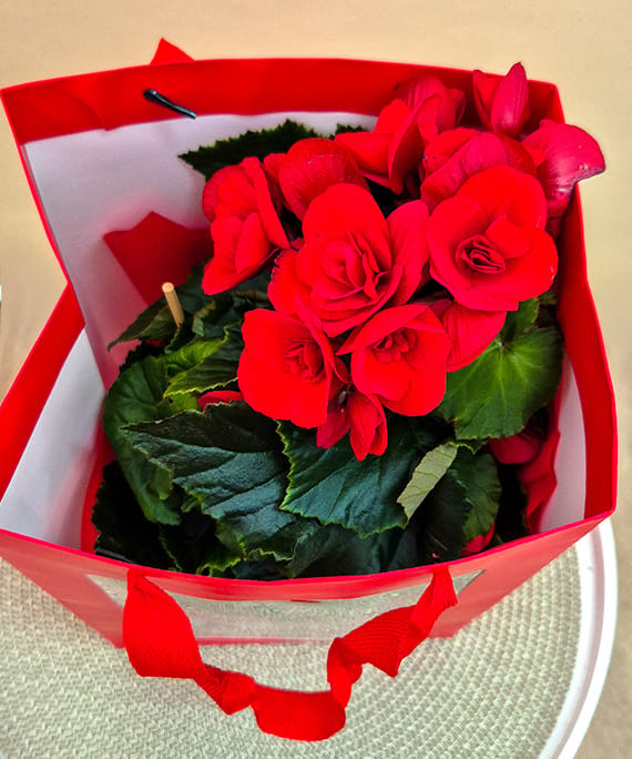 Begonia Red, fotografia 5
