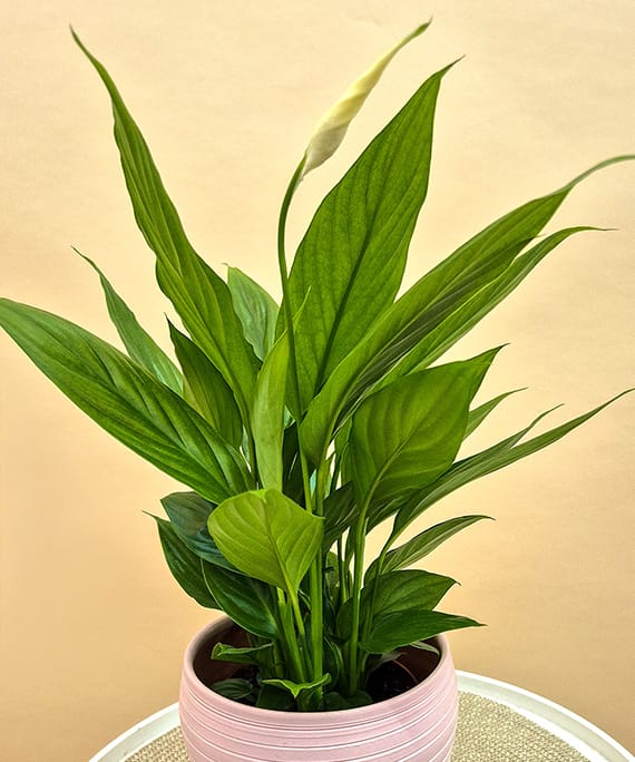 Spathiphyllum în vas ceramic, fotografia 2
