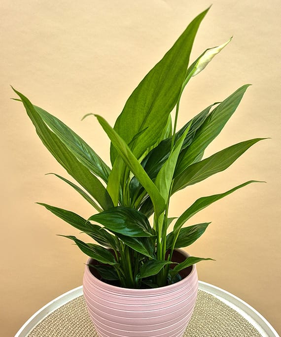 Spathiphyllum în vas ceramic, fotografia 3