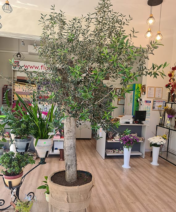 Măslin Olea Europaea, fotografia 4
