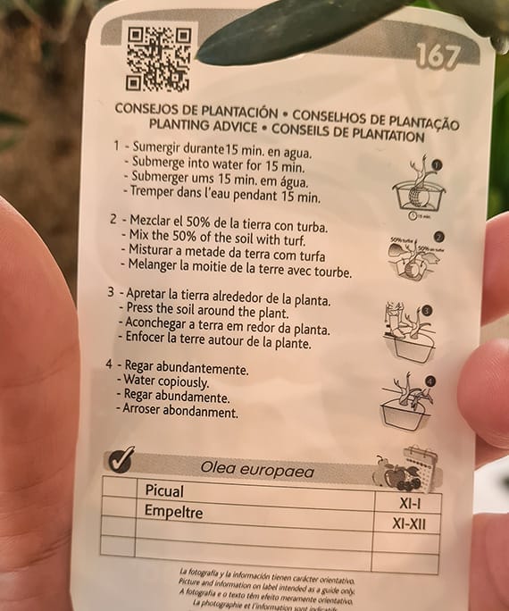 Măslin Olea Europaea, fotografia 6