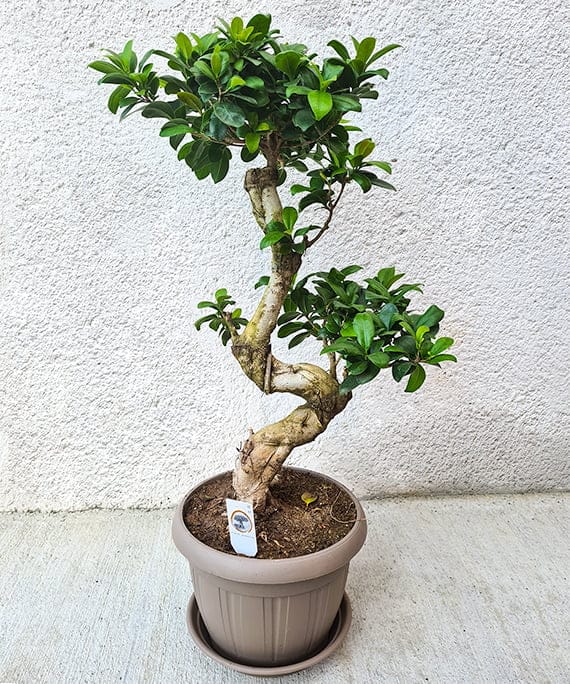 Tendințe florale în 2024. Culori, evenimente și sustenabilitate 6 Ficus Ginseng spiral 1