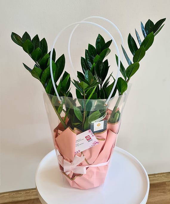 Zamioculcas mediu, fotografia 3