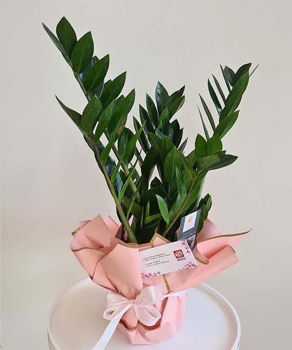 Zamioculcas mediu, fotografia 4