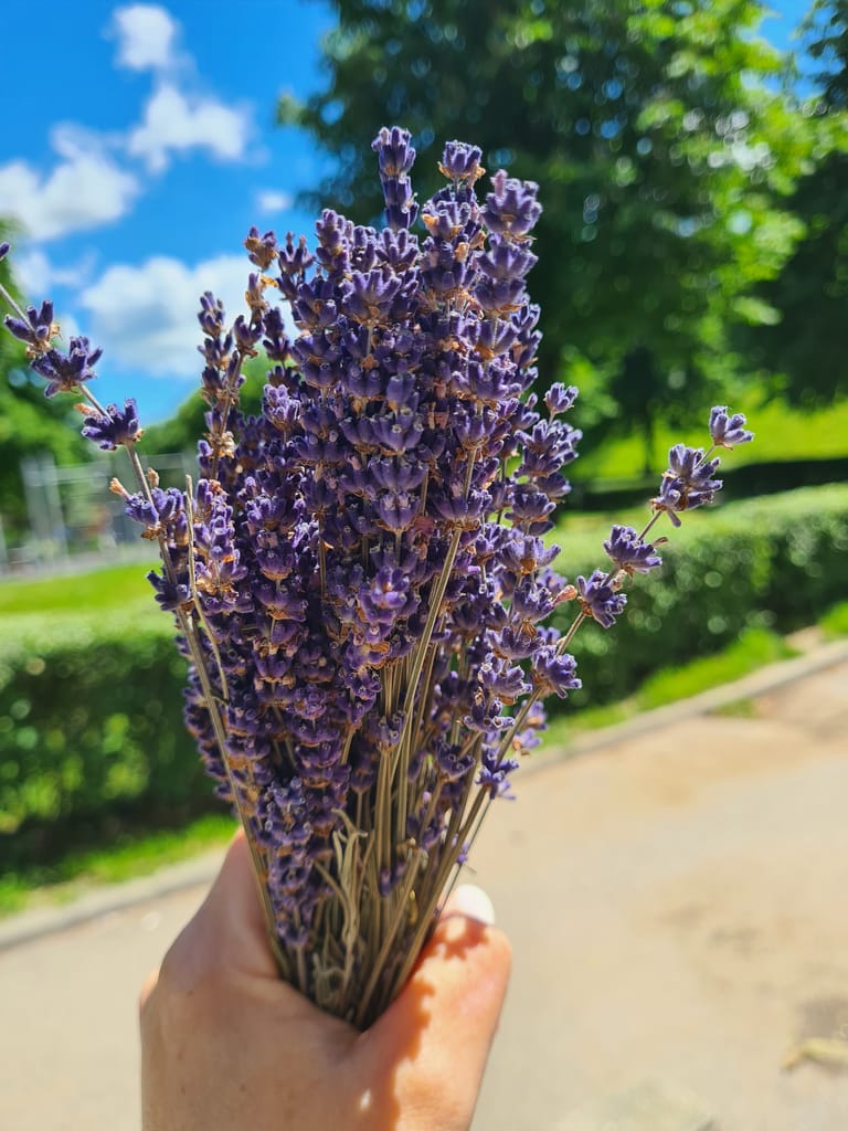 Înflorește-ți vara: Ce flori poți planta în iunie ca să-ți transformi grădina într-un mic paradis 5 20250530 130517