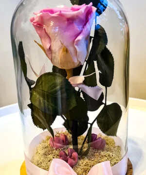 Trandafir roz criogenat in cupola 2