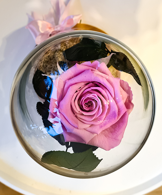 Trandafir roz criogenat in cupola 4