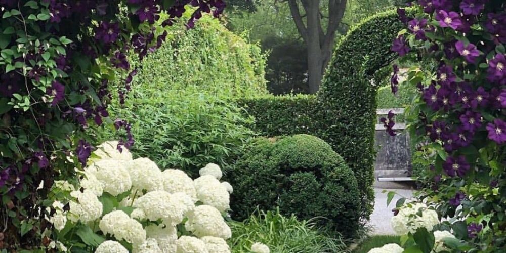 5 plante care pot cauza alergii de primăvară