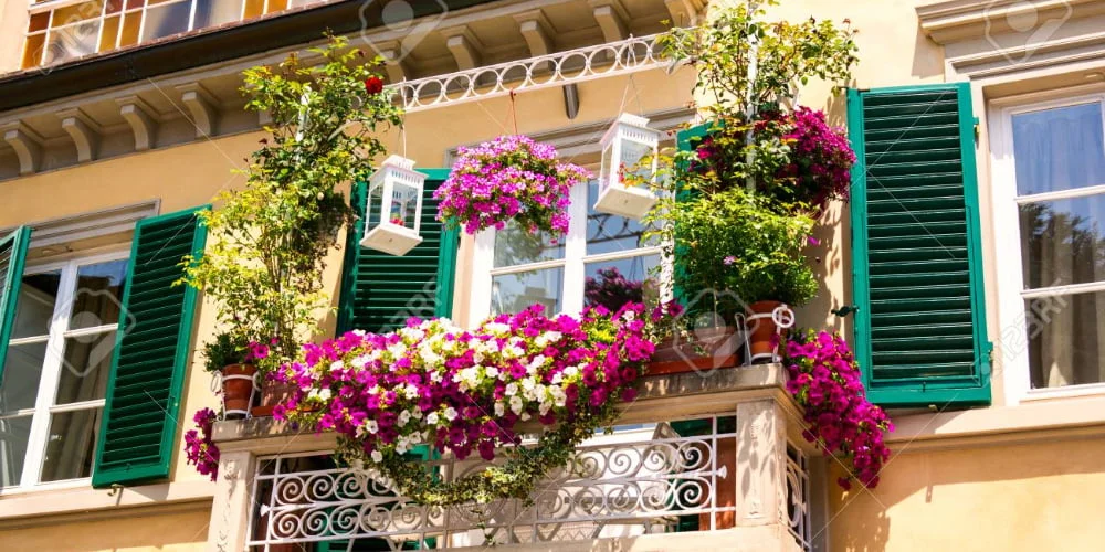 8 plante ușor de întreținut potrivite pentru balcon și terasă