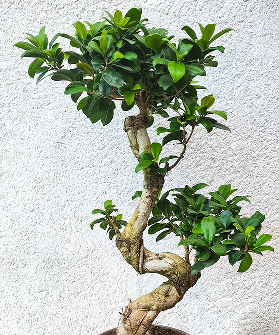 Ficus Ginseng spiral 2
