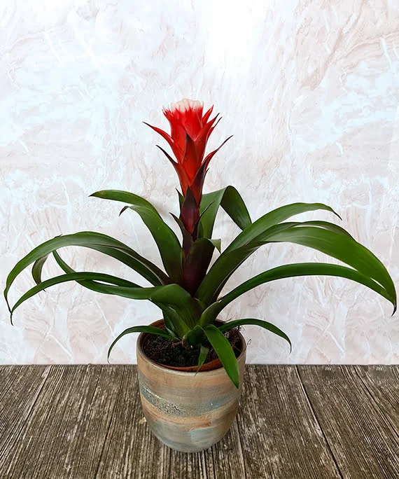 Guzmania in vas ceramic unicat cluj 1