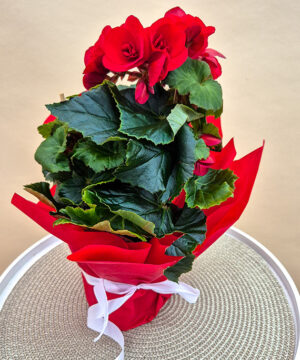 Begonia Red