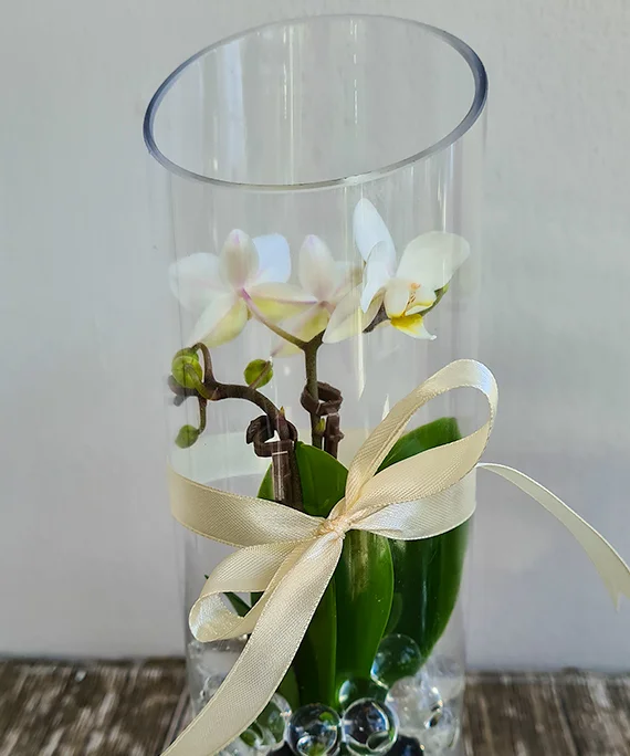 Orhidee mini in cilindru 5bun