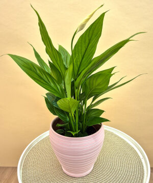 Spathyphillum în vas ceramic