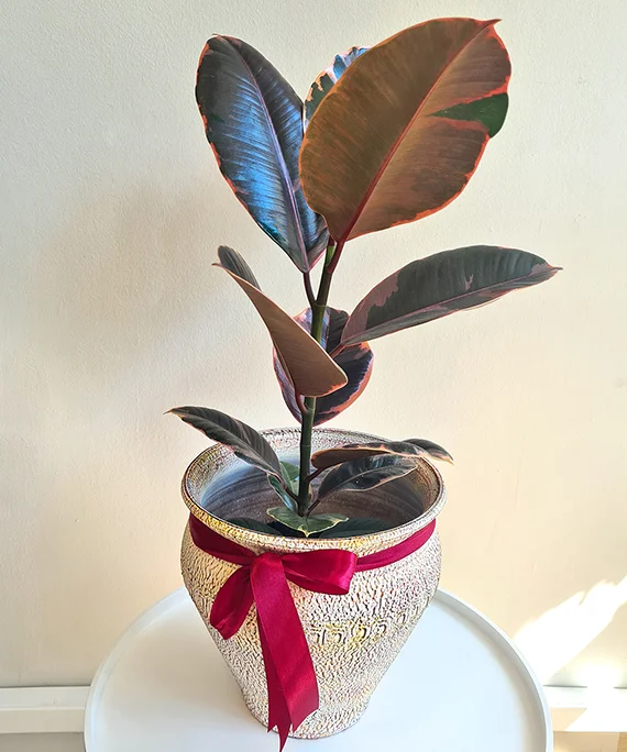 Ficus in vas ceramic 1