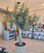 Măslin olea Europaea 1