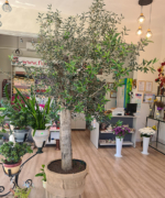Măslin olea Europaea 4