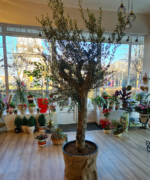 Măslin olea Europaea 5