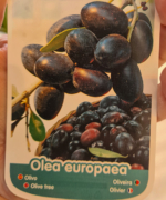 Măslin olea Europaea 7