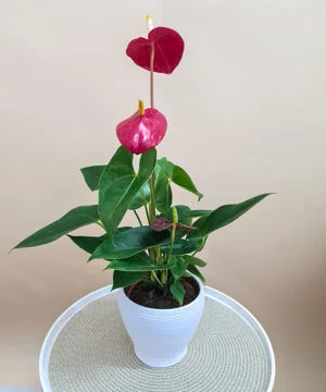 Anthurium în Vas Ceramic