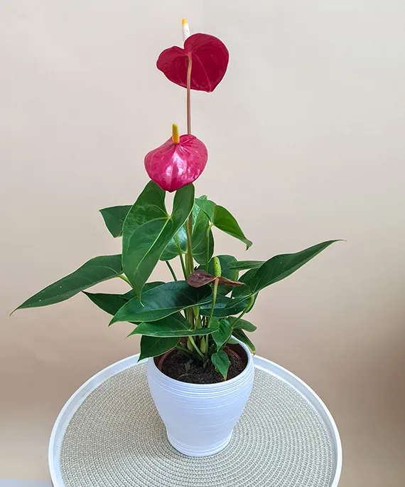 Anthurium in Vas Ceramic 1