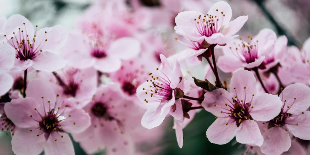 Hanami traditia florilor de cires